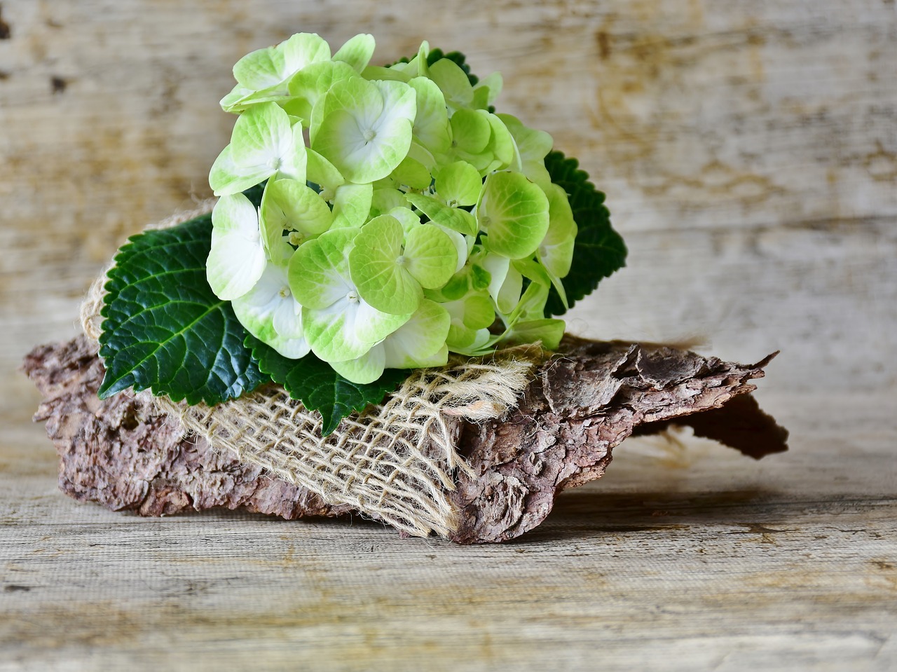 hydrangeas-g08e05e560_1280